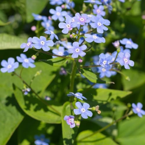 Kaukasisches Vergissmeinnicht Brunnera macrophylla 24 Pflanzen Ø9 cm 10-25 | winterharte Schattenstaude mit blauen Blüten, bodendecker für Garten und Gehölzrand, winterhart, für Beet und Kübel