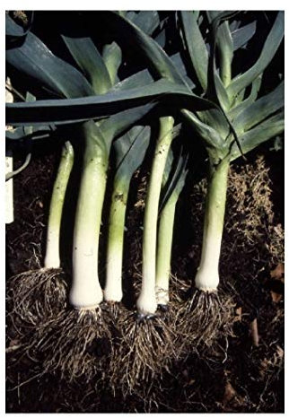 PREMIER SEEDS DIRECT Leek - Large American (Blue) Flag Leek - 400 Seeds - Organic