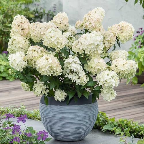 GARTEN SCHLÜTER® Rispenhortensie Bobo weiß-rosa | Hortensie winterhart & mehrjährig - Hydrangea paniculata - 1 Pflanze