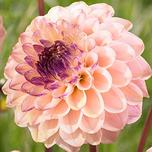 schone 1 x Dahlia Decorative - Beautiful Double Blooms – Summer Flowering Bulb – Perennials – for Your Beautiful Garden (1 x Dahlia Decorative Wine Eyed Jill), Purple