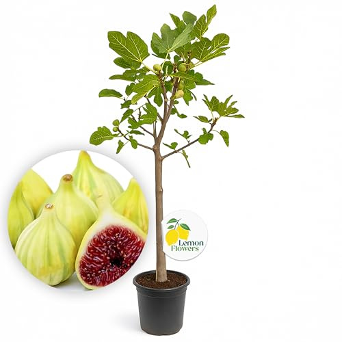LEMON FLOWERS | Feigenbaum 'Panachee' 160cm-170cm – Ficus Carica – Winterharter Feigenbaum bis -12°C – Selbstbefruchtend – Feige mit grün-gelben Frucht