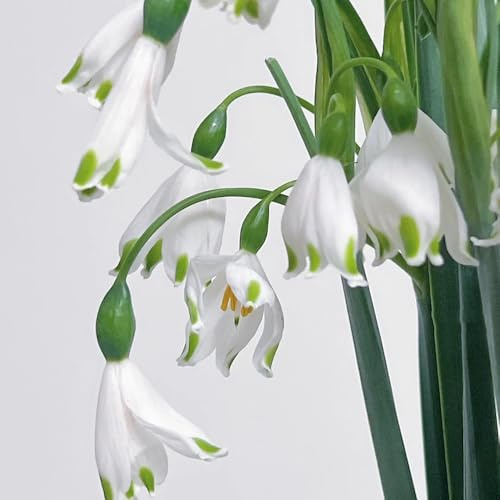 de geranio,de rápido crecimiento Decoraciones jardín exteriores Muy amigable con las y los insectos.Hermosas vibrantes con amantes la 250semilla