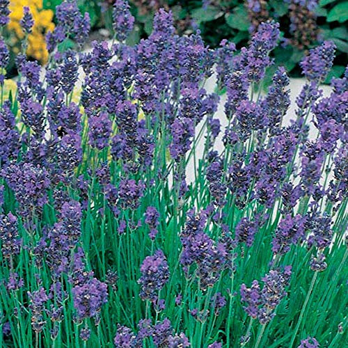 Drought Tolerant English Lavender Munstead Shrubs Garden Plants with Highly Scented Purple Flowers, Attracts Bees and Butterflies, 6 x Plug Plants Lavandula Munstead by Thompson & Morgan (6)