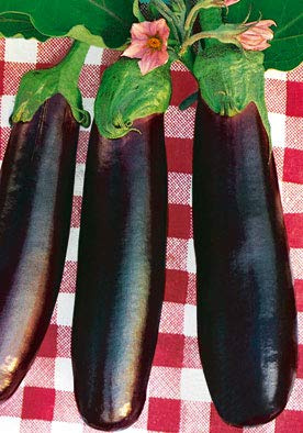 Salerno Seeds Long Eggplant Melanzana Lunga Di Napoli 4 Grams Made in Italy Italian Non-GMO