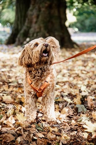 Kentucky Hundegeschirr - Velvet Orange - XS - 22-36cm
