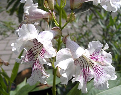 Chitalpa tashkentensis Summer Bells - Baumoleander - Trompetenbaum - 125-150cm