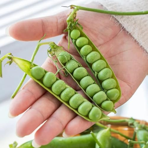 erbsensamen bio, alte sorten seltene garten indoor balkon 60pcs