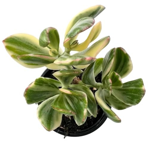 Crassula ovata ‘Lemon and Lime’, planta variegada, diámetro maceta 10,5 cm
