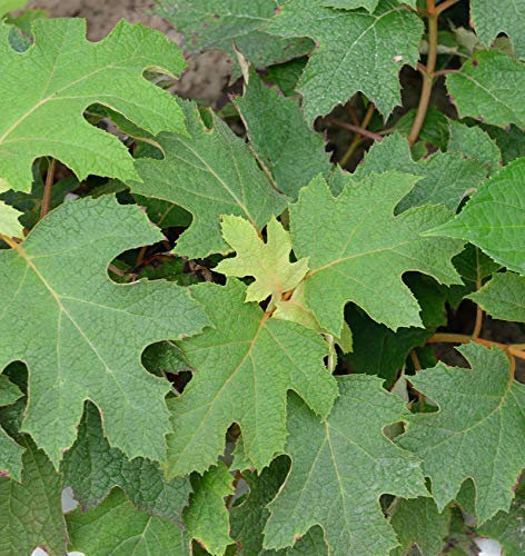 Hochstamm Eichenblättrige Hortensie Peewee 80-100cm - Hydrangea quercifolia - lebende Gartenpflanze aus den Baumschulen