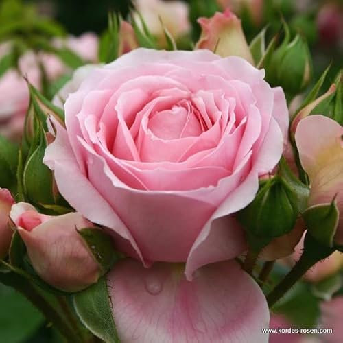 2x Rosier à fleurs groupées 'Rosenfee' – Kordes Feeërieke rose – Plant-o-fix-pot | Fleurs romantiques, idéale pour massif