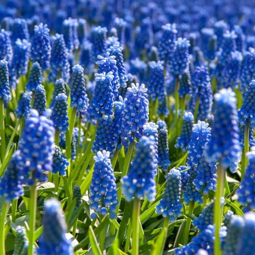 Plant in a Box - Muscari armeniacum - Set de 200 - bulbes de jacinthe de raisin - Bulbes de fleurs résistants à l'hiver - Un jardin coloré au printemps