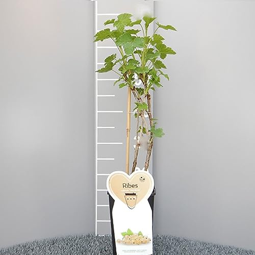 SAVINI VIVAI Planta de grosella blanca semiprecoz, plantas de bayas Werdavia, árbol en maceta, 11 x 11 cm altura 50 cm