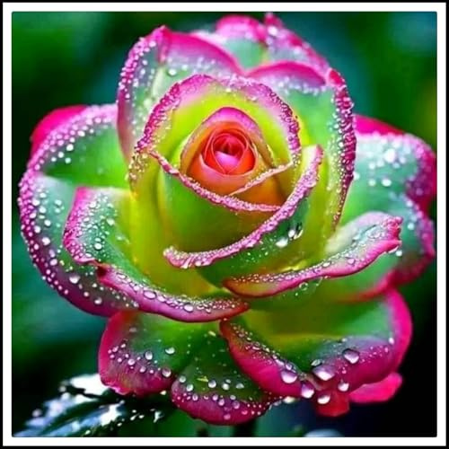 Resistente al frío - Vertical - Raíces de rosas - Decoración paisajística para terraza y jardín -/【CXXFGFT】.-2 rizoma-D