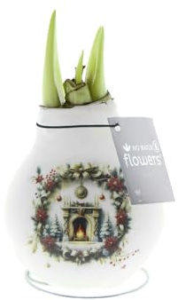 Bloomique – Amarylliszwiebel in Wachs – Weihnachtskamin – Weihnachtsdekoration – Blumenzwiebel – 15–25 cm hoch bei Lieferung – wird 40–60 cm groß