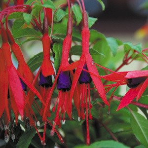 Plant World Seeds - Fuchsia Magellanica Seeds (Tree & Shrub Seeds)