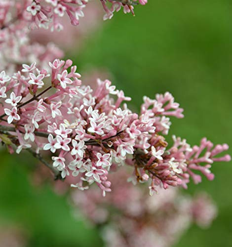 Hochstamm Herbst Flieder Superba 80-100cm - Syringa microphylla - lebende Gartenpflanze aus den Baumschulen