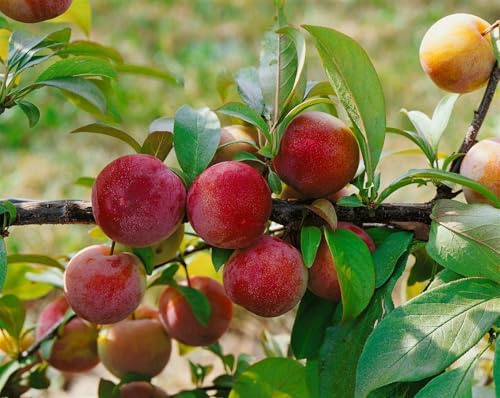 Prunus domestica 'Königin Viktoria' 40 cm Stammhöhe – Winterhart, Mehrjährig, Pflegeleicht – Pflaumenbaum – Obstbaum für Garten & Obstgarten