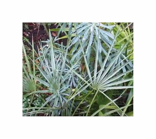 Stk - 5x Chamaerops humilis var. Cerifera - Blaue Zwergpalme Palmen - Samen ID1645 - Seeds & Plants Shop by Ipsa
