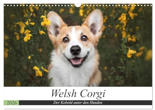 Welsh Corgi - Der Kobold unter den Hunden (Wandkalender 2026 DIN A3 quer), CALVENDO Monatskalender: Welsh Corgi: kleiner Hund, große Persönlichkeit.