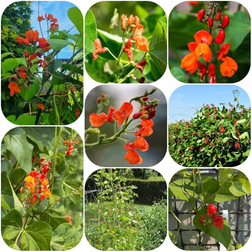 Semillas de judía escarlata - verdes Semillas de frijol escarlata - antiguas variedades sostenibles resistentes balcón invernadero 50pcs