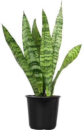Live Snake Plant, Sansevieria Zeylanica, Indoor House Plant in Pot, Mother in Law Tongue Sansevieria Plant Live, Potted Succulent Plant, Fully Rooted Houseplant in Potting Soil by Plants for Pets