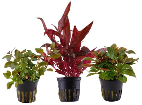 AquaOne Aquarium Pflanzen I 3x Wasserpflanzen I Rote Aquarienpflanzen I Stängelpflanzen Alternanthera Ludwigia I Set mit 3 echten schönen Aquariumpflanzen