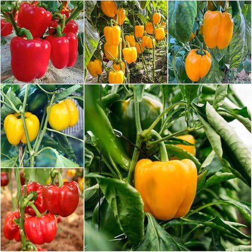 peperone - semi giardino di semi chile peperoni in perenni resistenti resistenti decorativo tetto verde giardino bonsái 45pcs