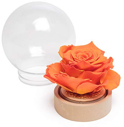 ROSEMARIE SCHULZ Heidelberg Infinity Rose im Glas die Schöne und das Biest echte konservierte Rose in Glaskugel (Large, Orange)