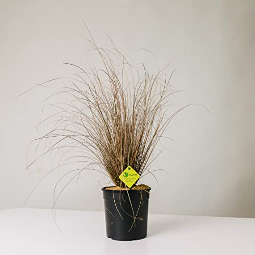 Plantì PIANTA VERA CAREX BUCHANANII RED ROOSTER, Carice Dorato Sempreverde da Vaso o da Esterno, Pianta Versatile per Interni ed Esterni, Diametro Vaso 19 cm