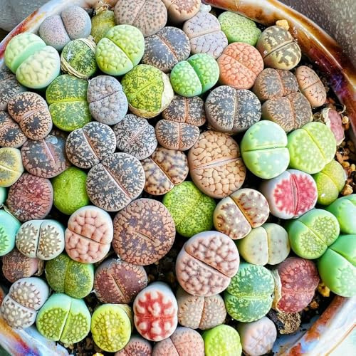 Semillas de Lithops, semillas de interior piedra viva, decorativas de jardín 600pcs