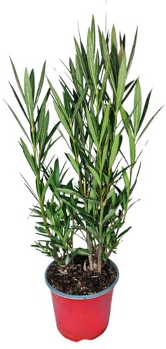 I GIARDINI DI GIULIA - Nerium Oleander Ø18 H.65 | Pianta Sempreverde con Fiori Colore Bianco| Ideale per Giardini, Terrazzi e Siepi | Resistente e Facile da Coltivare (Fiori rossi)