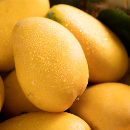 Mangobaum - mango bio balkonpflanzen pflanzenkübel winterharte kübelpflanzen obstsamen säulenobst steingartenpflanzen winterhart pflanzensamen hochbeet für balkon baumsamen winterharte 2samen