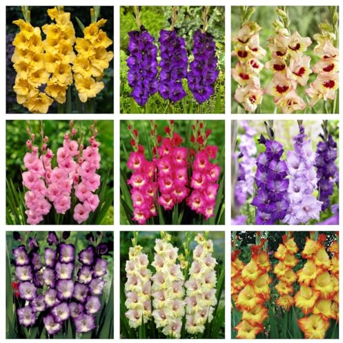 Gladiolus Bulbs, Perennial Hardy Bulbs, Gladiolus Flowers is an Excellent Choice for Display Plants in The Garden，Gladiolus Seeds-A-3 Bulbs