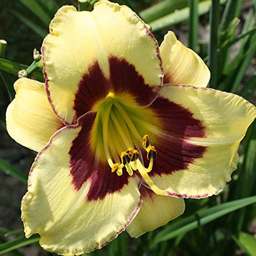 6 x Lis d'un jour, Hémérocalle 'El Desperado' - Hemerocallis - Godet 9x9cm - Fleurs bicolores, floraison estivale, bordures