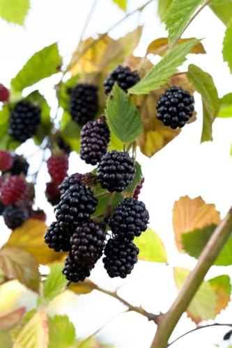 Brombeere Rubus fruticosus Navaho 30-40 cm dornenlos winterhart | Suess und aromatisch, ideal fuer Garten und Terrasse, sonnig bis halbschattig, ertragreich, einfache Ernte ohne Dornen