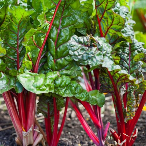 Semillas de Mangold, semillas de invierno de balcón resistentes para el jardín 60pcs