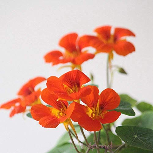 Potseed Flower Seeds: Nasturtium Perennial Seeds Garden Seeds Winter Seeds for Terrace and Kitchen Gardening Garden [Home Garden Seeds Eco Pack] Pl