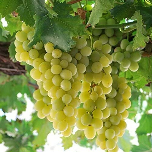 Vite Uva da Tavola varietà Italia, Pianta in Vaso 2 litri con canna 150 cm Vivaio di Castelletto