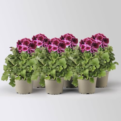 Edelgeranie Bella Donna® 'Don Valentino®', pink-lila, Topf-Ø 12 cm, 4 Pflanzen