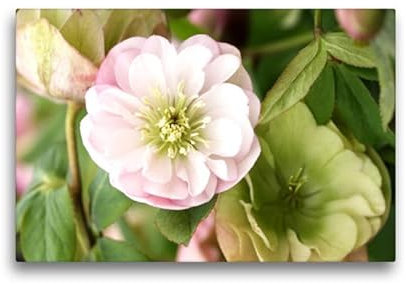 Premium Textil-Leinwand 45 x 30 cm Querformat Premium Textil-Leinwand 45 cm x 30 cm quer Christrosen, Helleborus | Wandbild, HD-Bild auf Keilrahmen, Wanddekoration, Kunstdruck von Gisela Kruse