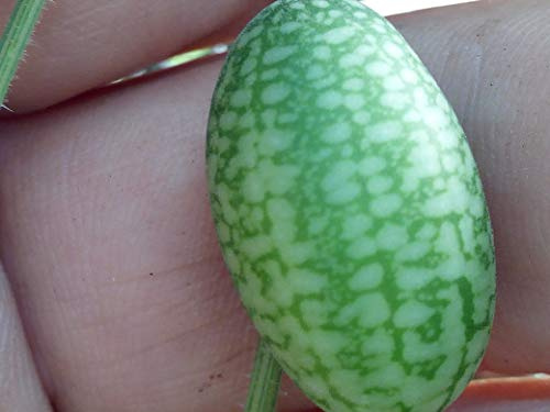 SEMI CUCAMELON (Melothria scabra)