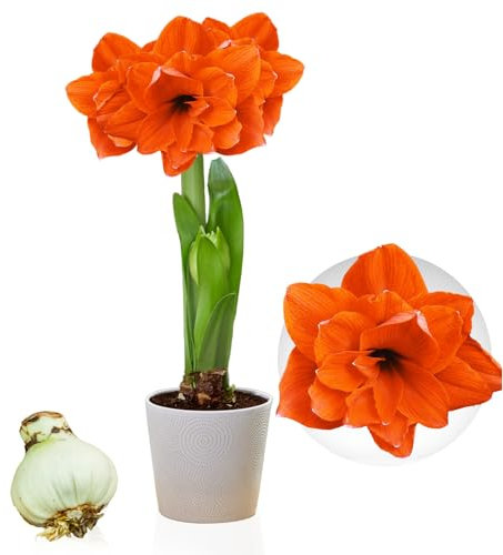 Amaryllis Zwiebel Double Orange - 1 Blumenzwiebel in Großformat 26/30 - Exklusive Blumenzwiebeln Amarillis - Echte Pflanzen aus Holland - Hippeastrum Zwiebeln (keine Samen, Wachs und nicht künstlich)