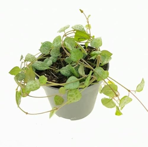 Planta De Moda Ceropegia Hojas Corazón Ceropegia Woodii Planta Interior
