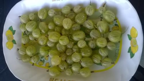 10 SEMI Uva spina - Ribes grossularia L -Gooseberry -uva crispa semi freschi