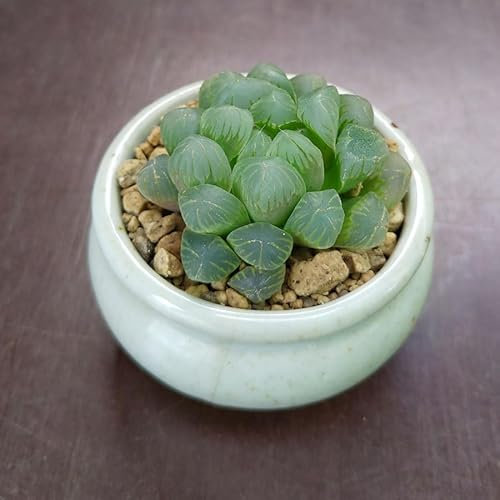 SUNNYPLANTS - Haworthia cooperi truncata, Haworthia obtusa, Piante Haworthia, Talee Haworthia, Piante grasse, Semi di Piante Grasse, Talee Piante Grasse, Piante Piante Grasse