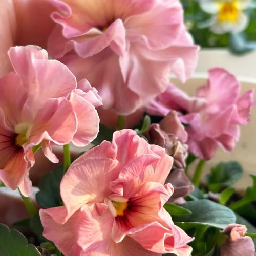 stiefmütterchen bonsai blumendeko blumensamen bodendecker winterhart mehrjährig winterfeste für balkon blumensamen pflanzensamen winterfeste 450samen