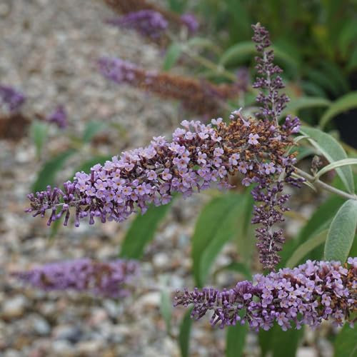 Pianta vera di Buddleja davidii Ile de France - Diametro Vaso Ø 24 cm