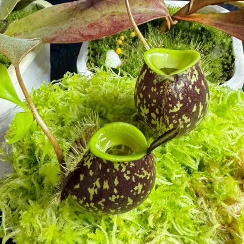 nepenthessamen - gartenpflanzen winterhart hochbeet 150pcs