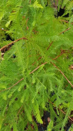 Taxodium distichum/Cyprès chauve/Conteneur de 5 à 6 litres/Conifère caduc/Baliveaux