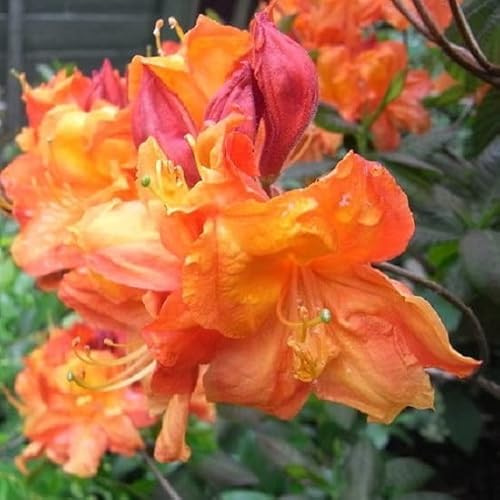 Azalée caduque Knaphill 'Orange' – Azalea knaphill 'Orange' 40–50 cm pot | Arbuste caduc décoratif, floraison orange vif